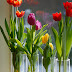 How to grow tulip bulbs indoors