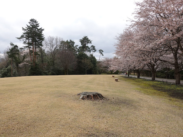 とっとり花回廊　桜の広場　九分咲のソメイヨシノ桜