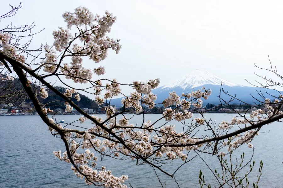 河口湖・産屋ヶ崎からの富士山と桜