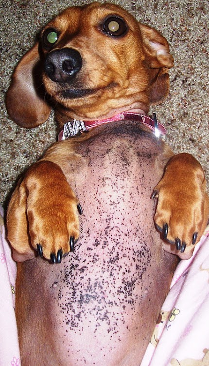 Dachshund Skin Problems...Please Help!