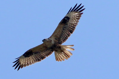 "Long-legged Buzzard (Buteo rufinus) , winter visitor with broad wings soaring the Mount Abu sky."