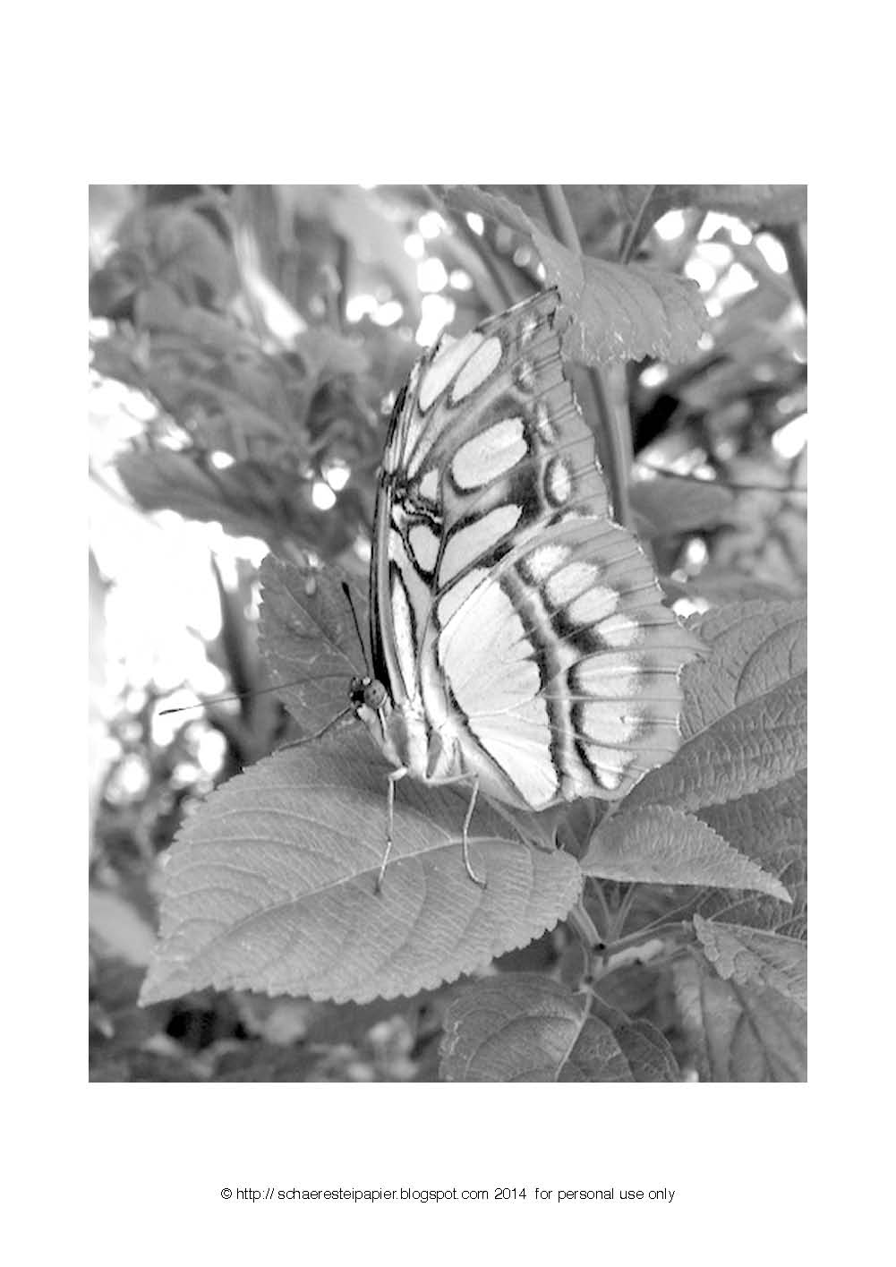 Malvorlage Schmetterling - Ausmalbilder - malvorlagen schmetterlinge