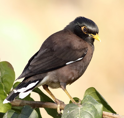 "Common Myna, resident sitting on a branch."