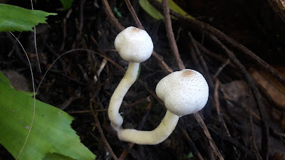 mushroom growing