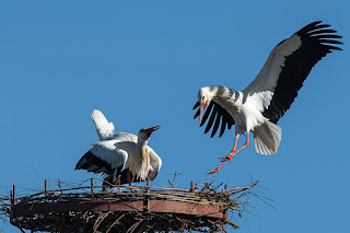 Wildlifefotografie Lippeaue Weißstorch Olaf Kerber