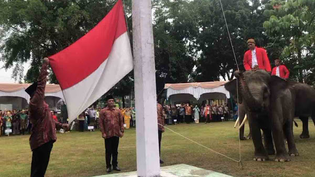 3 Gajah Sumatera Sukses Kibarkan Bendera Merah Putih di Pekanbaru