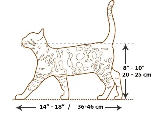 Taille Du Chat Bengal Informations Precises Taille Du Chat Bengal Informations Precises