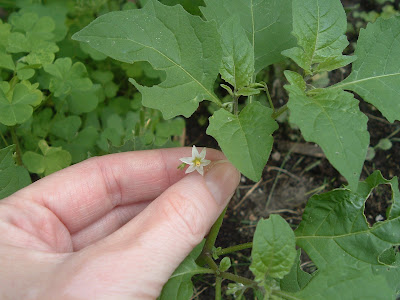 [Photo: Solanum ptycanthum flower.]