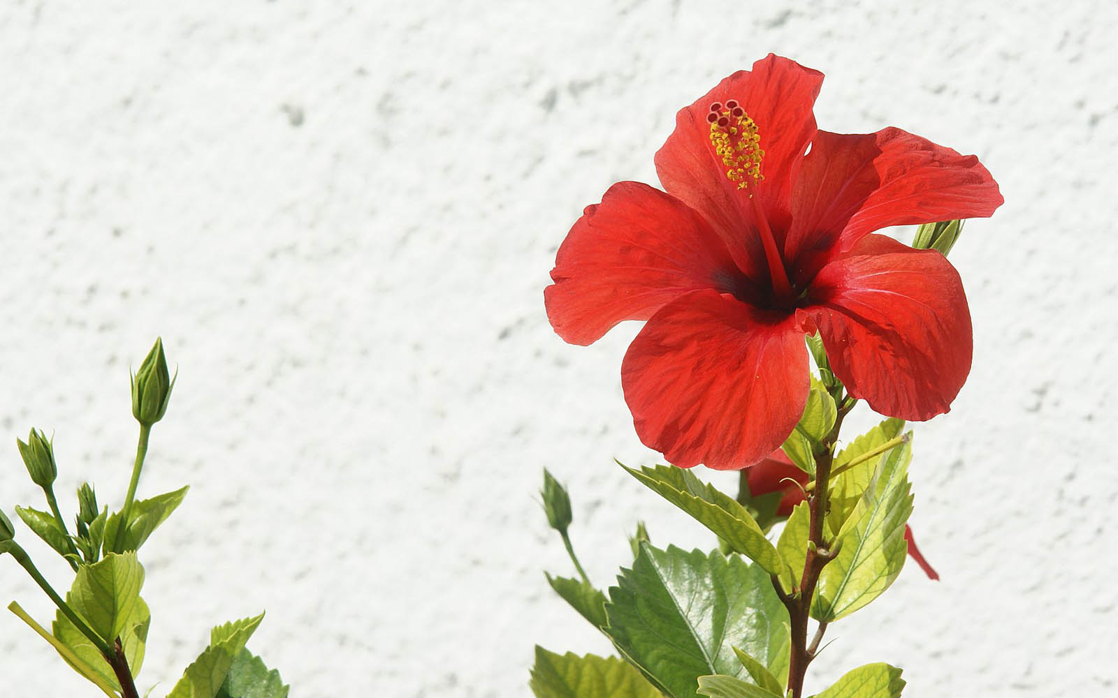 tumblr wallpapers naruto Flowers wallpapers: Wallpapers Hibiscus