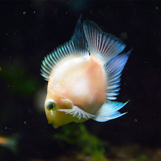 small parrot fish