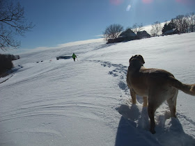 walking with a dog in the snow, sunny day