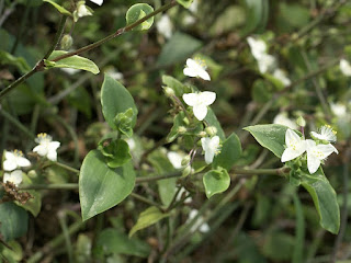 Éphémère de Rio - Misère - Tradescantia fluminensis - Tradescantia albiflora - Tradescantia viridis 