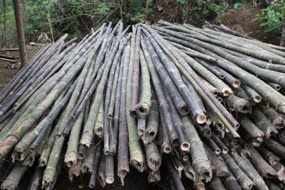 Jual Bambu Gombong  Harga Murah Kualitas Bagus 