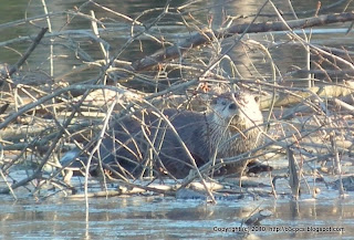 River Otter, 11/28/10 Waseeka