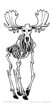 moose skeleton