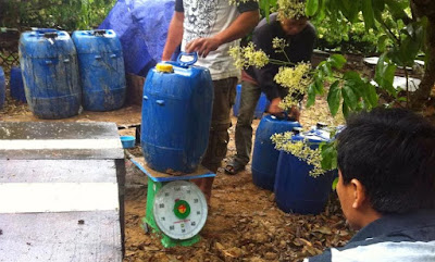 SORPRENDENTES IMÁGENES DE APICULTURA EN VIETNAM - AMAZING PICTURES BEEKEEPING IN VIETNAM