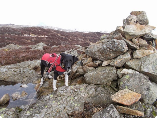 great crag smug dog