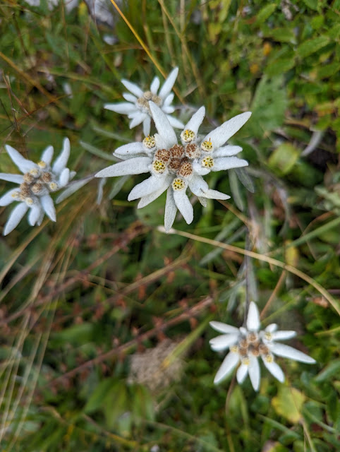 Stelle alpine - edelweiss