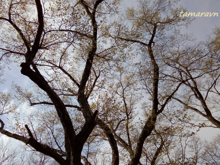 Липа амурская (Tilia amurensis)