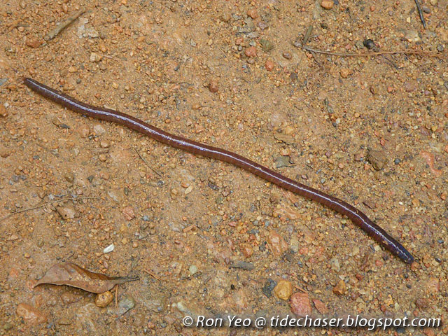 tHE tiDE cHAsER Annelid Worms Phylum Annelida  of Singapore