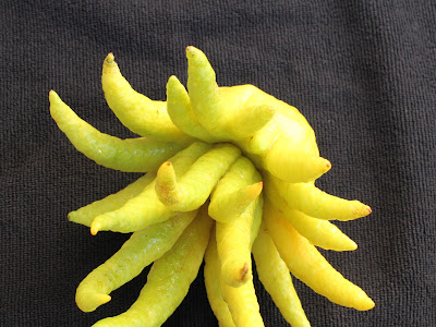 √ 99 ou plus image de citron 932925-Image de citronnier
