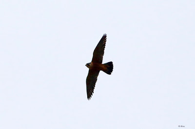 "The Peregrine Falcon is a fascinating and famous bird species known for its speed, agility, and hunting abilities. It is also recognised for its beauty and elegance in flight, and has been venerated by humans for generations."