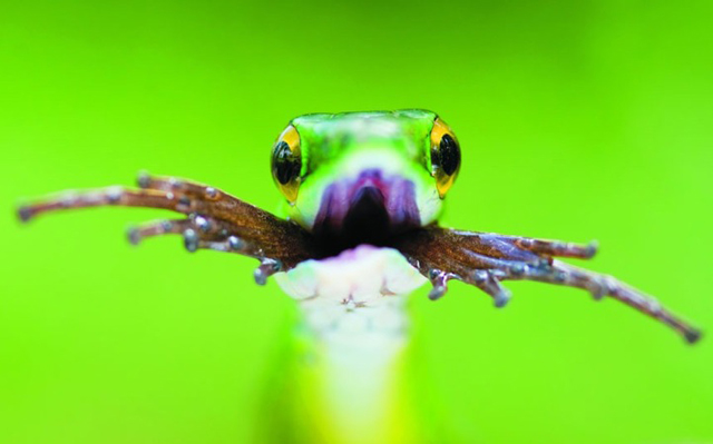 Imagens de animais mais incríveis já vistas