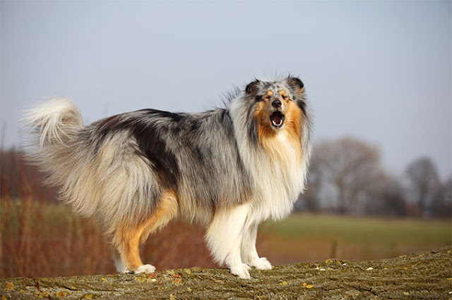 all-dog-breed-names-and-picture