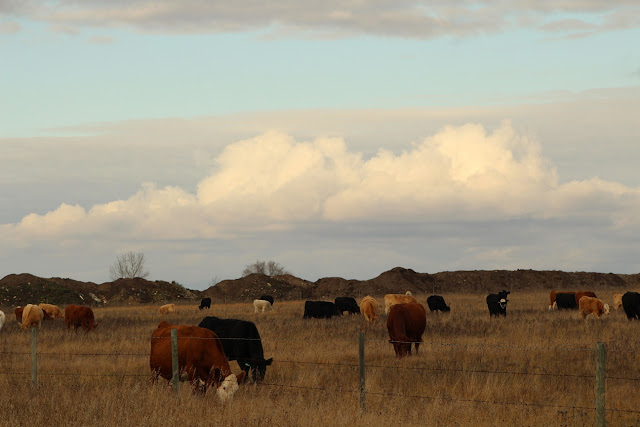 Cattle in a field