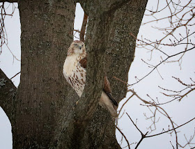 An immature red-tail posing in a tree.