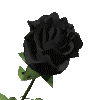 DeBrujaMar-roseblack01