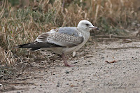 Viharsirály (Larus canus)