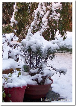 romarin sous la neige