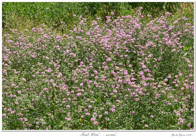 Fresh Pond: ... around...