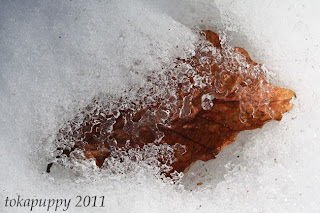 Moose Hill Icy Leaf 3 3-2-11