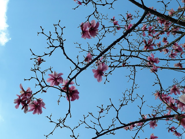 Magnolia at Westonbirt Arboretum