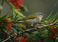 Tennessee Warbler – Savegre Lodge, Costa Rica – Feb. 26, 2008 – Jerry Oldenettel