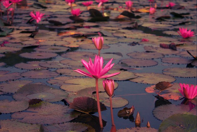  Gambar Bunga Teratai Yang Cantik Kumpulan Gambar 