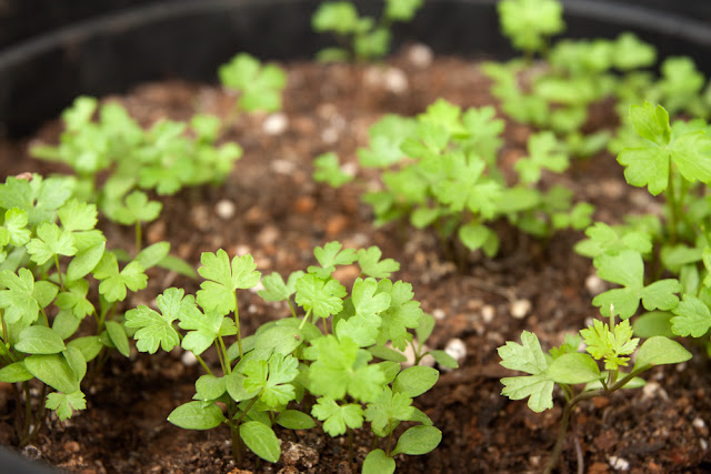 Parsley plants 16 days after germination