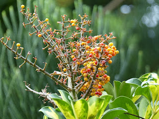 Arbre ombelle - Scheffléra nain - Arbre parasol - Arbre-parapluie - Schefflera arboricola