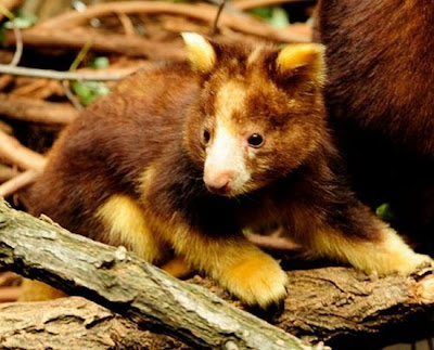 tree kangaroo