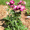 How to Tell if Your Tree Peony is Happy!