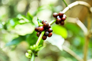 Coffee at a resort in Coorg, at Meriyanda Coorg, Coffee beans in Coorg