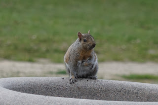 squirrel on the boardwalk