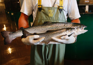 genetically engineered salmon, salmon