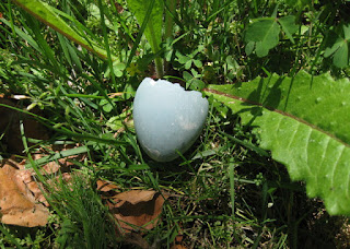 Discarded blue Great Egret eggshell, Mountain View, California