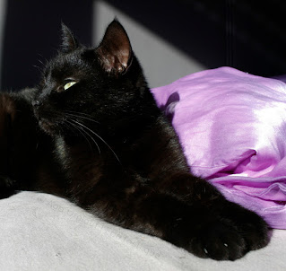 My black cat Boopy laying on my bed and looking into the sun with her paws stretched out in front of her.