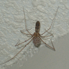 Do Cellar Spiders Eat House Spiders : 7 Pholcid Spider Facts You Need To Know Discover Wildlife : House spiders usually mate in the fall.