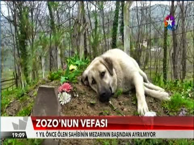 Zozo hemen hemen her gün sahibinin mezarına geliyordu mezarın üstünde bir süre yatan Zozo