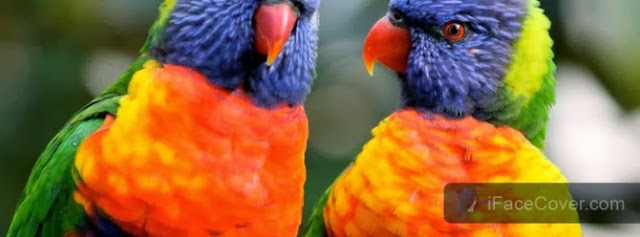 30+ Beautiful Cute Birds Facebook Cover Photos